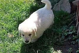 Szczenięta Golden Retriever ZKwP FCI