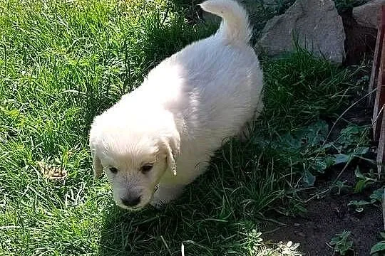 Szczenięta Golden Retriever ZKwP FCI