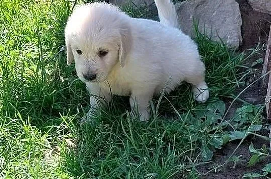 Szczenięta Golden Retriever ZKwP FCI, Śląskie, Bierna