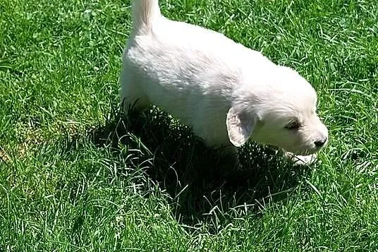 Szczenięta Golden Retriever ZKwP FCI, Śląskie, Bierna
