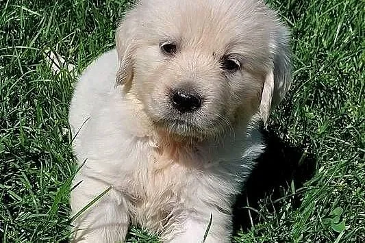 Szczenięta Golden Retriever ZKwP FCI, Śląskie, Bierna