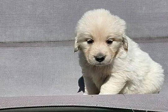Szczenięta Golden Retriever ZKwP FCI, Śląskie, Bierna