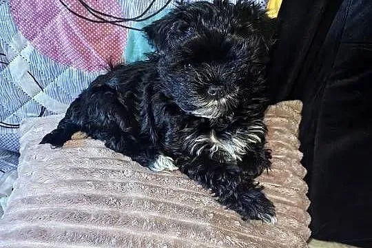 York piesek black czarny malutki
