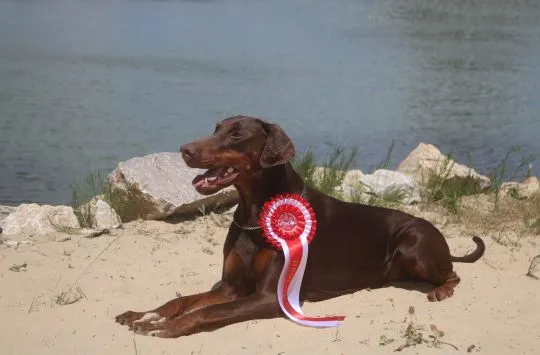 Doberman szczenięta z wyjątkowego skojarzenia ZKwP/FCI, , Gorzów Wielkopolski