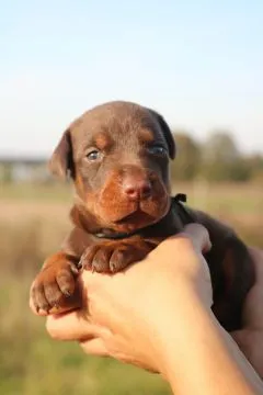 Doberman szczenięta z wyjątkowego skojarzenia ZKwP/FCI, , Gorzów Wielkopolski