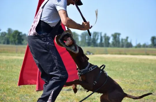 Doberman szczenięta z wyjątkowego skojarzenia ZKwP/FCI, , Gorzów Wielkopolski