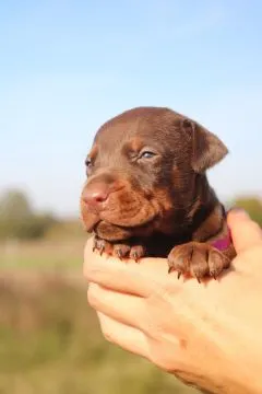 Doberman szczenięta z wyjątkowego skojarzenia ZKwP/FCI, , Gorzów Wielkopolski