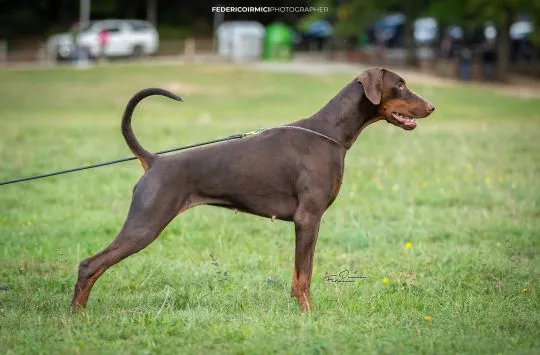 Doberman szczenięta z wyjątkowego skojarzenia ZKwP/FCI, , Gorzów Wielkopolski