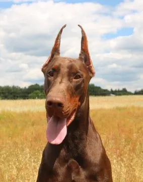 Doberman szczenięta z wyjątkowego skojarzenia ZKwP/FCI, , Gorzów Wielkopolski