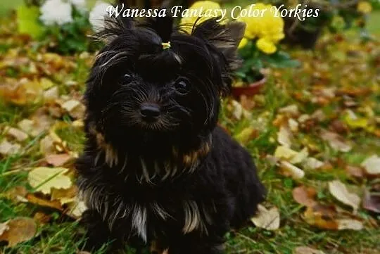 Yorkshire Terrier Black_Mini Czarnulka _Mały Diabe, Krapkowice