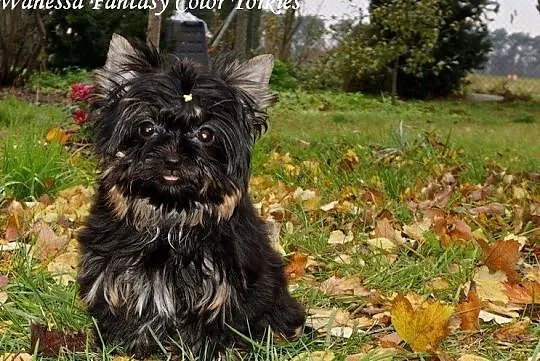 Yorkshire Terrier Black_Mini Czarnulka _Mały Diabe, Krapkowice