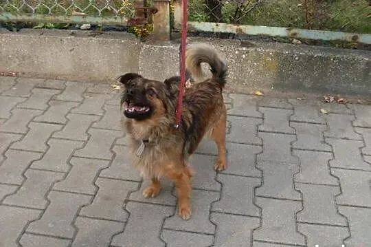 Peggy, 7 kg szczęścia, wpatrzona w człowieka młoda sunia