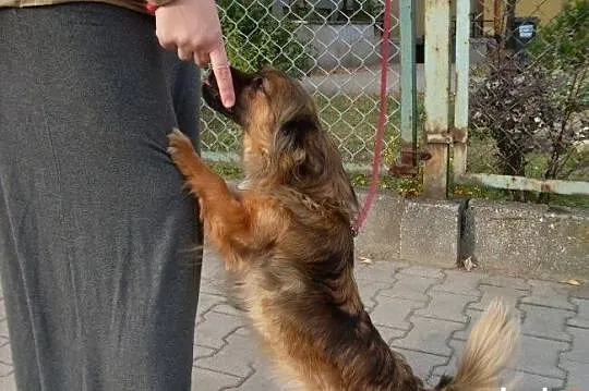 Peggy, 7 kg szczęścia, wpatrzona w człowieka młoda