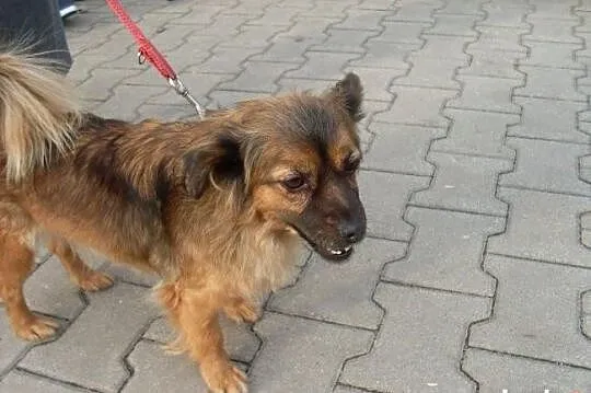 Peggy, 7 kg szczęścia, wpatrzona w człowieka młoda