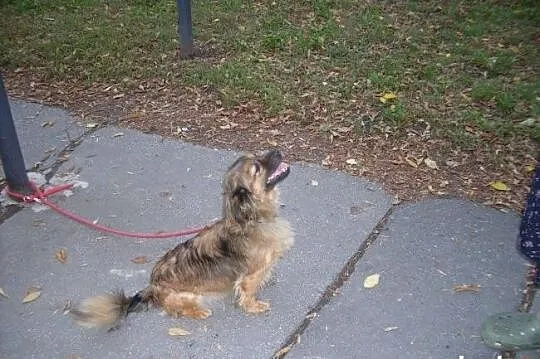 Peggy, 7 kg szczęścia, wpatrzona w człowieka młoda