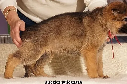 Owczarki Niemieckie rodowodowe - szczenięta