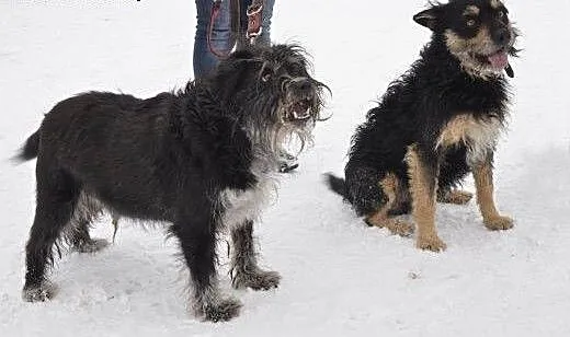 Toto i Kampaj, schroniskowy duet kabaretowy - komu