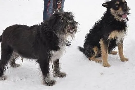 Toto i Kampaj, schroniskowy duet kabaretowy - komu