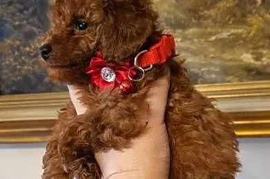 Pudel Toy red śliczna suczka, Zachodniopomorskie, Szczecin