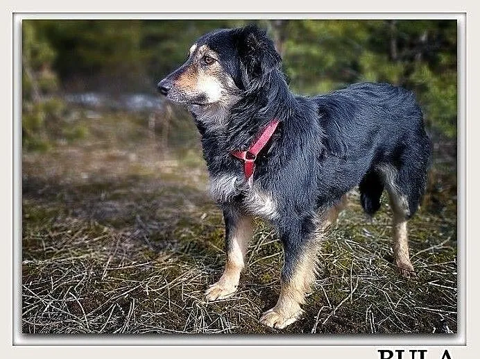 Średnia 14 kg,b.łagodna,tulaśna,przyjazna,sterylizowana suczka BULA.Adopcja., Łódzkie, Łódź