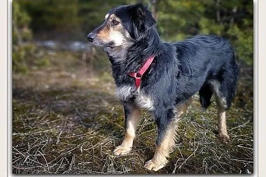 Średnia 14 kg,b.łagodna,tulaśna,przyjazna,sterylizowana suczka BULA.Adopcja., Łódzkie, Łódź