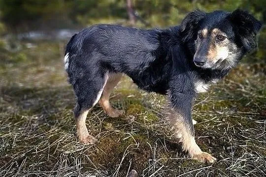 Średnia 14 kg,b.łagodna,tulaśna,przyjazna,sterylizowana suczka BULA.Adopcja., Łódzkie, Łódź