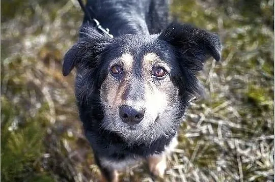 Średnia 14 kg,b.łagodna,tulaśna,przyjazna,sterylizowana suczka BULA.Adopcja., Łódzkie, Łódź