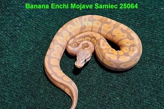 Pyton Królewski Banana Enchi Mojave samczyk