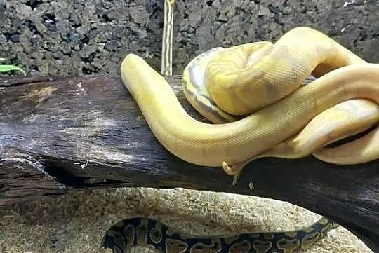 Pyton Królewski Banana Enchi Mojave samczyk, Mazowieckie, Wołomin