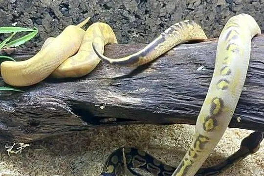 Pyton Królewski Banana Enchi Mojave samczyk, Mazowieckie, Wołomin
