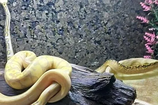 Pyton Królewski Banana Enchi Mojave samczyk, Mazowieckie, Wołomin
