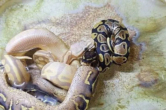 Pyton Królewski Banana Enchi Mojave samczyk, Mazowieckie, Wołomin