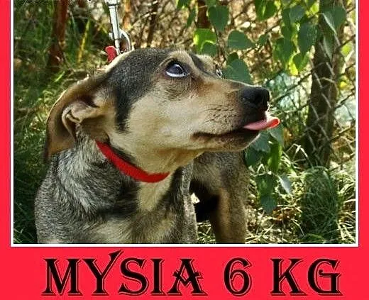 5 kg,mała,łagodna,delikatna,grzeczna suczka MYSIA.