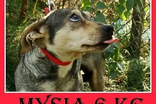 5 kg,mała,łagodna,delikatna,grzeczna suczka MYSIA.
