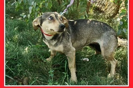 5 kg,mała,łagodna,delikatna,grzeczna suczka MYSIA.
