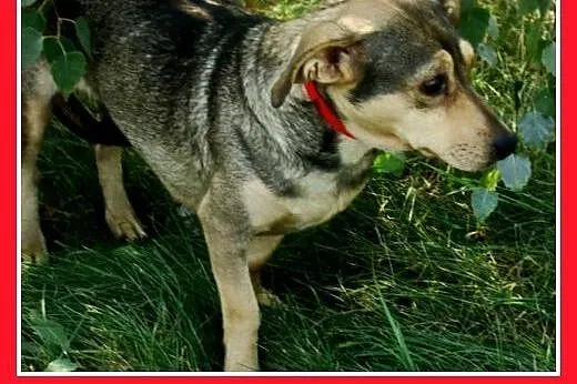 5 kg,mała,łagodna,delikatna,grzeczna suczka MYSIA.