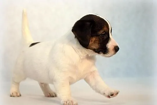 Jack Russell Terrier - piesek 