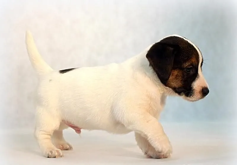 Jack Russell Terrier - piesek