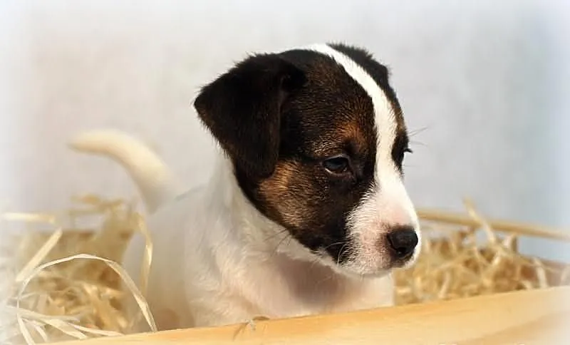 Jack Russell Terrier - piesek