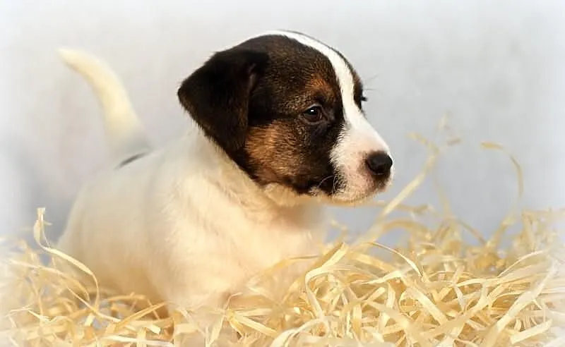 Jack Russell Terrier - piesek