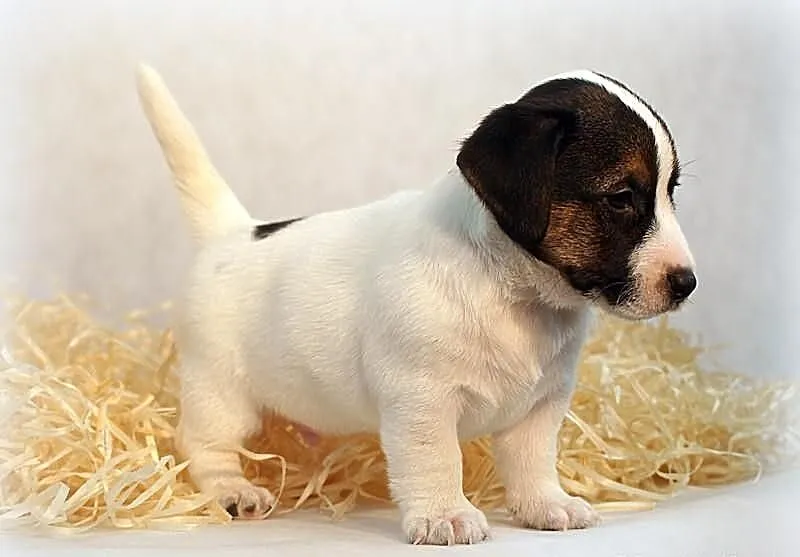 Jack Russell Terrier - piesek