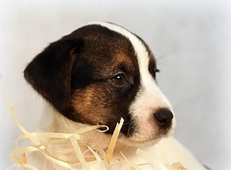 Jack Russell Terrier - piesek