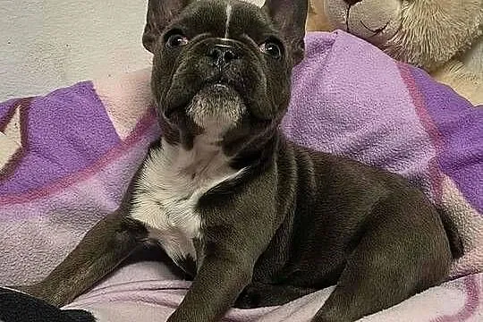 buldog francuski suczka niebieska+paszport