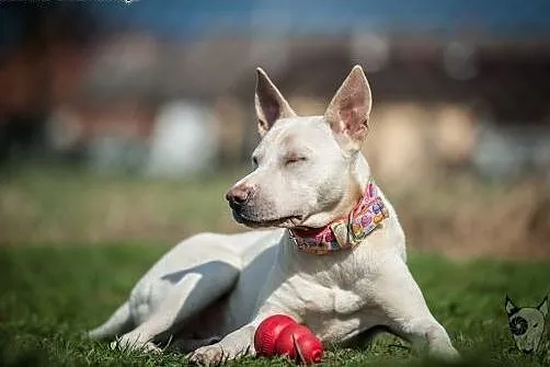 Cleo – charakterna blondyna prosi o dom, śląskie Racibórz