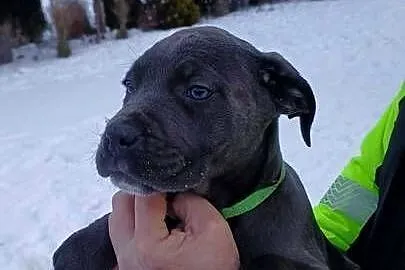 Cane Corso suczka, Lubelskie, Bychawa