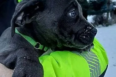 Cane Corso suczka, Lubelskie, Bychawa