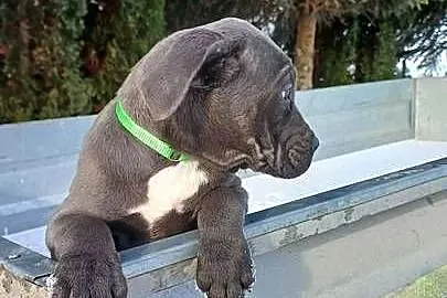 Cane Corso suczka, Lubelskie, Bychawa