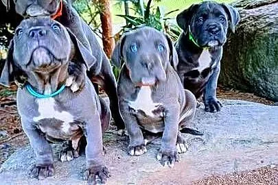 Cane Corso suczka, Lubelskie, Bychawa