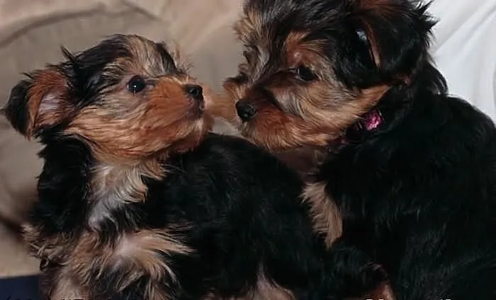 Na stojącego samiec i samica Yorkie puppies- Mężcz