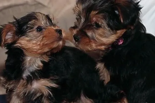 Na stojącego samiec i samica Yorkie puppies- Mężcz